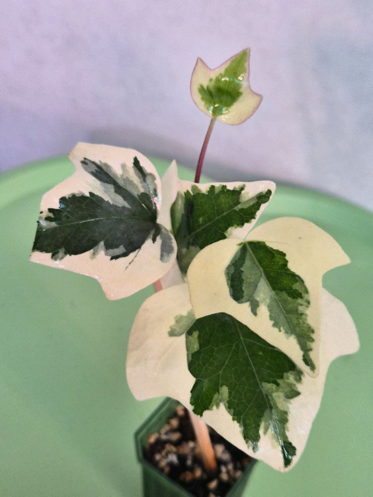 마랭고 아이비--2