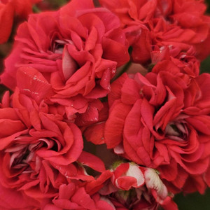 러시아제라늄 심 중요한사람