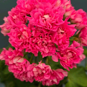 제라늄 디아즈 리오 그란데