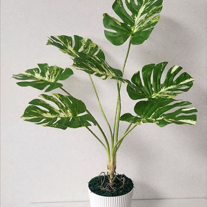 새상품)생화같은 몬스테라 조화 이케아화분