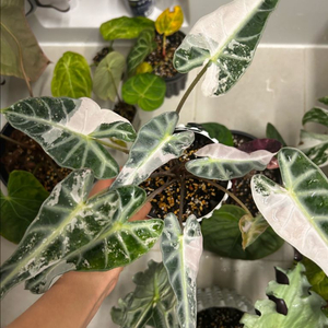 알로카시아 밤비노 바리에가타