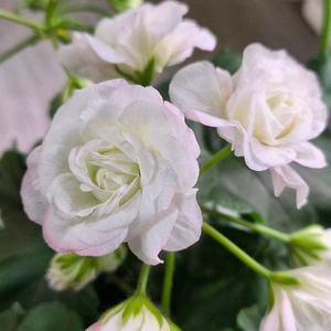 제라늄.시크카펠라