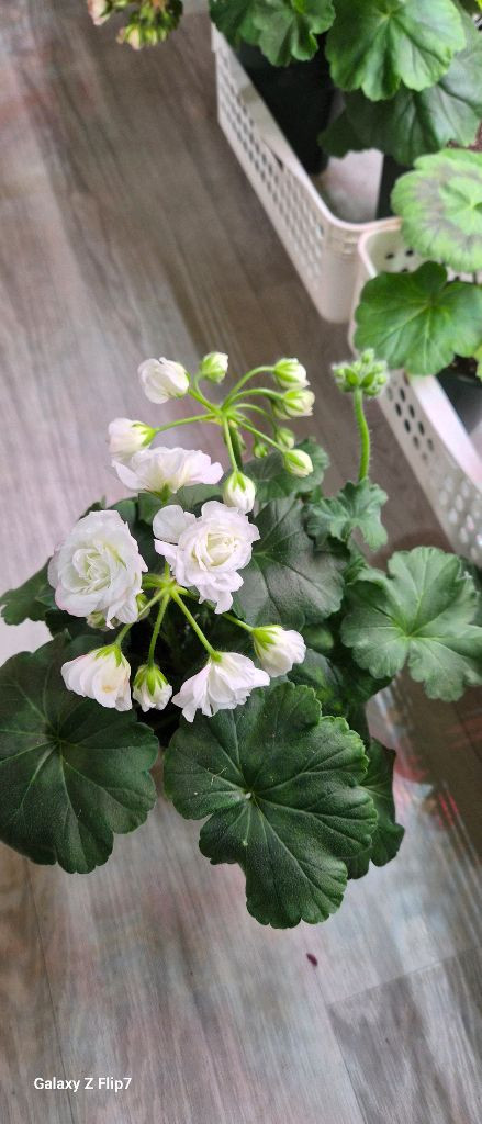 제라늄.시크카펠라--3