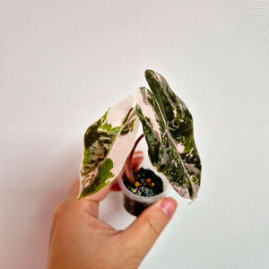 알로카시아 푸세이도 핑크 바리에가타