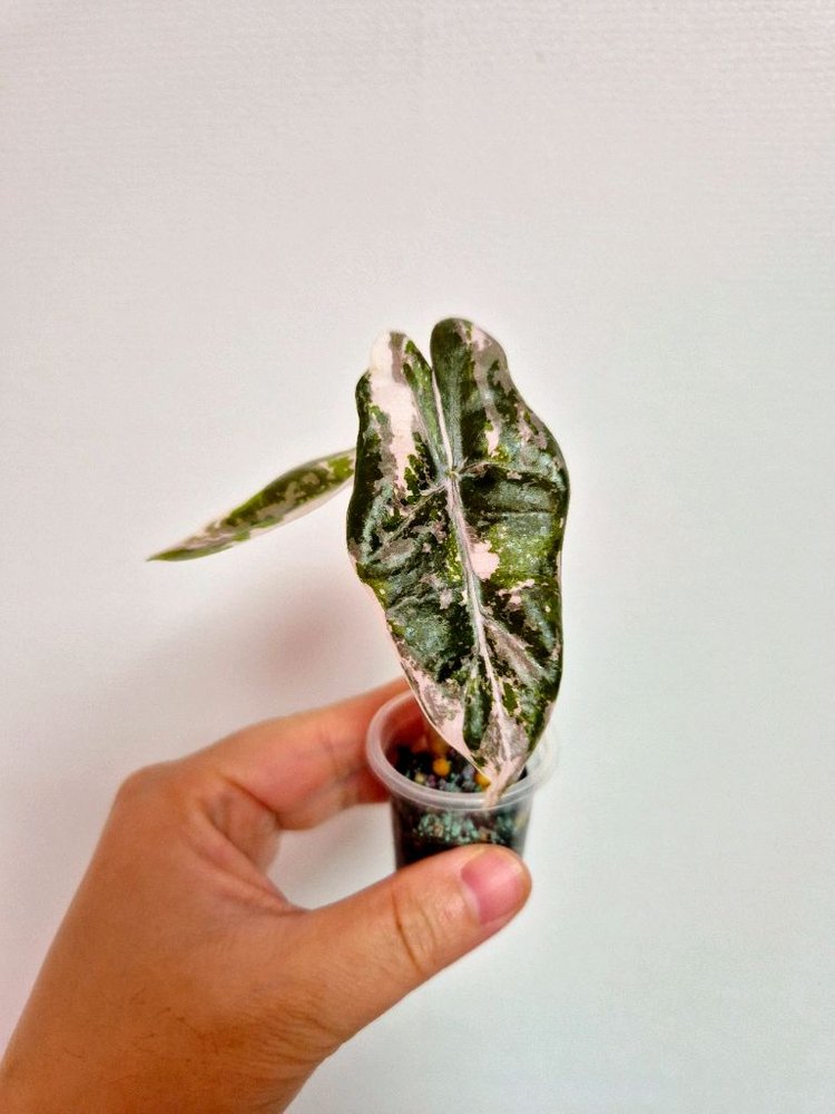 알로카시아 푸세이도 핑크 바리에가타--1