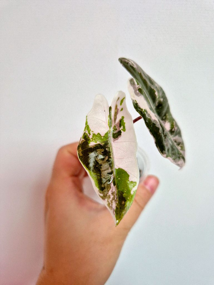 알로카시아 푸세이도 핑크 바리에가타--2