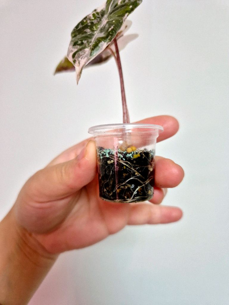 알로카시아 푸세이도 핑크 바리에가타--3