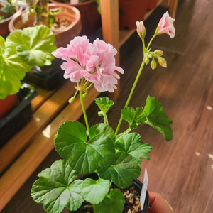 제라늄5종(사가.지엘그라시아.앤틱로즈.아랑별비.설희)