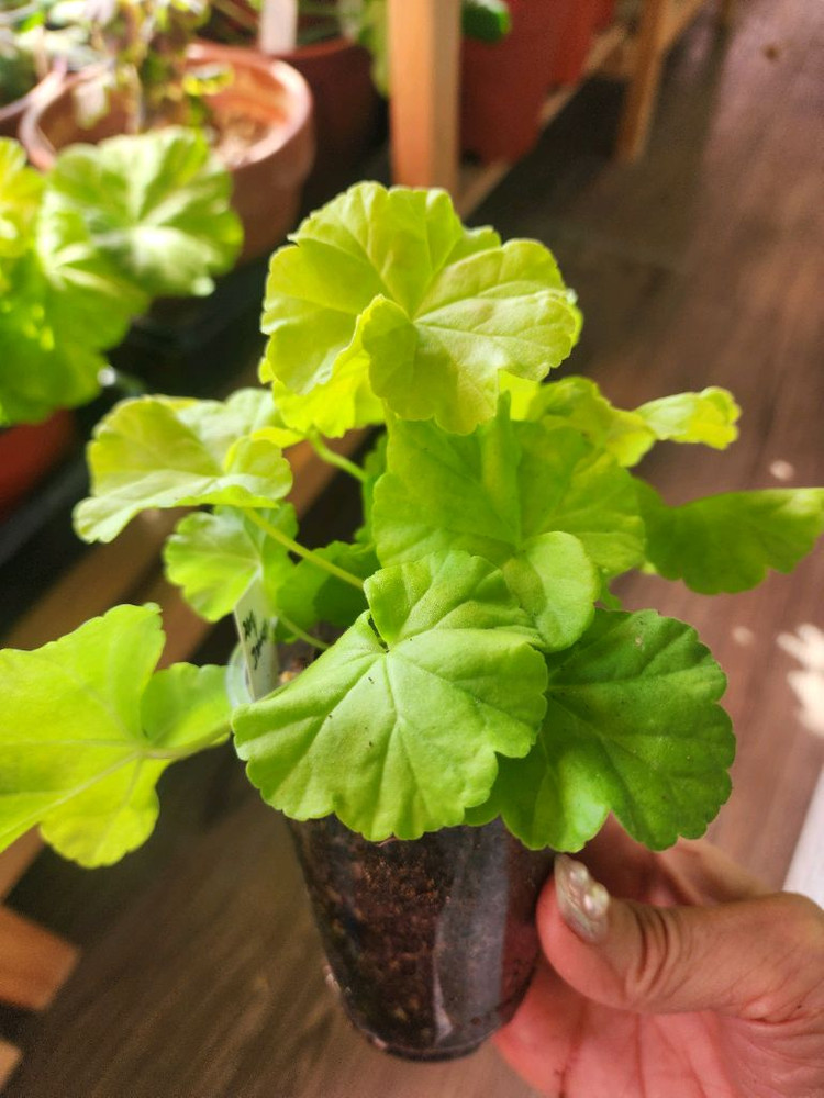 제라늄5종(사가.지엘그라시아.앤틱로즈.아랑별비.설희)--1