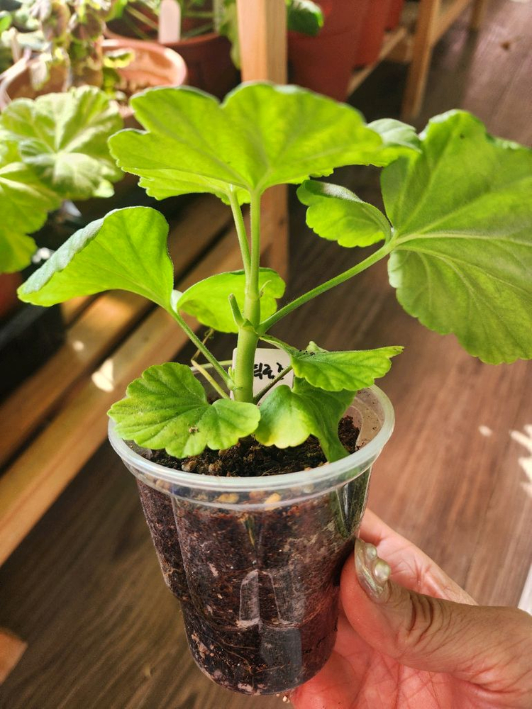 제라늄5종(사가.지엘그라시아.앤틱로즈.아랑별비.설희)--2