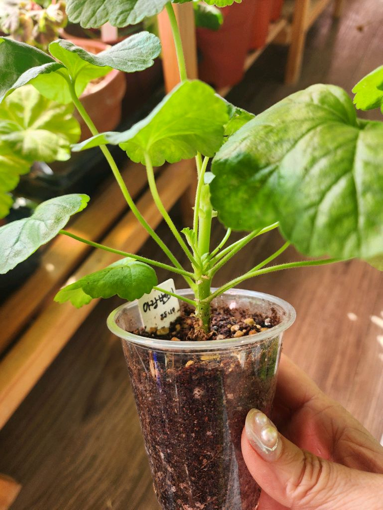 제라늄5종(사가.지엘그라시아.앤틱로즈.아랑별비.설희)--3