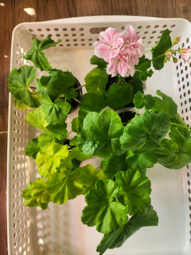 제라늄5종(사가.지엘그라시아.앤틱로즈.아랑별비.설희)--5