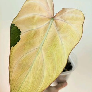 필로덴드론 글로리오섬바리