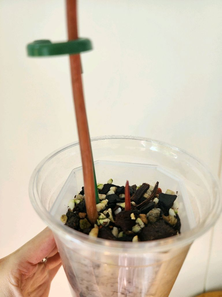 필로덴드론 글로리오섬바리--2