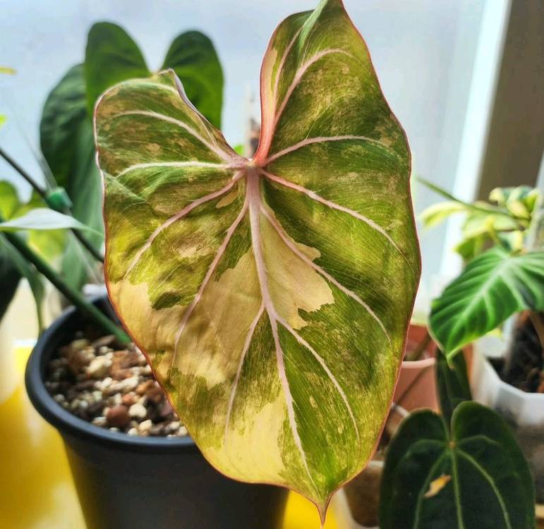 필로덴드론 글로리오섬바리--3