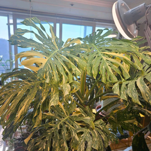 몬스테라 크림브륄레 대품