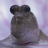 롤 rp 직충식 13500rp 구매합니다 이미지