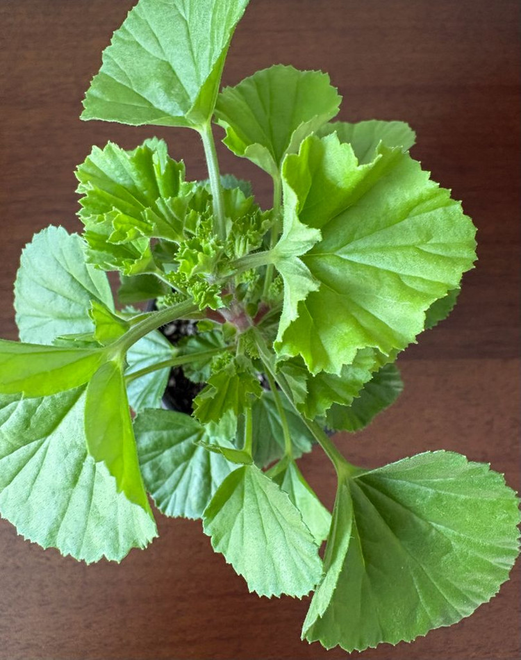 모스케타웨이 리지 리갈 제라늄--3