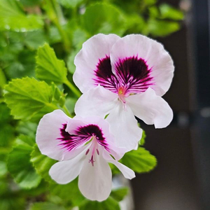 모스케타웨이 리지 리갈 제라늄