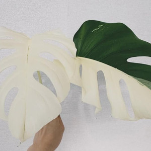 몬스테라 알보 바리에가타 탑수