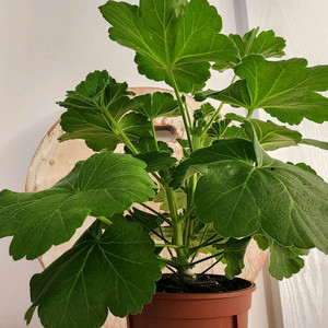 판페이제라늄 대품