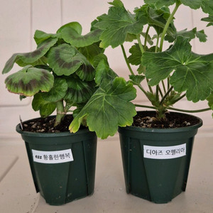 제라늄 2종 세트