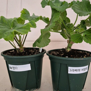 제라늄 2종 세트