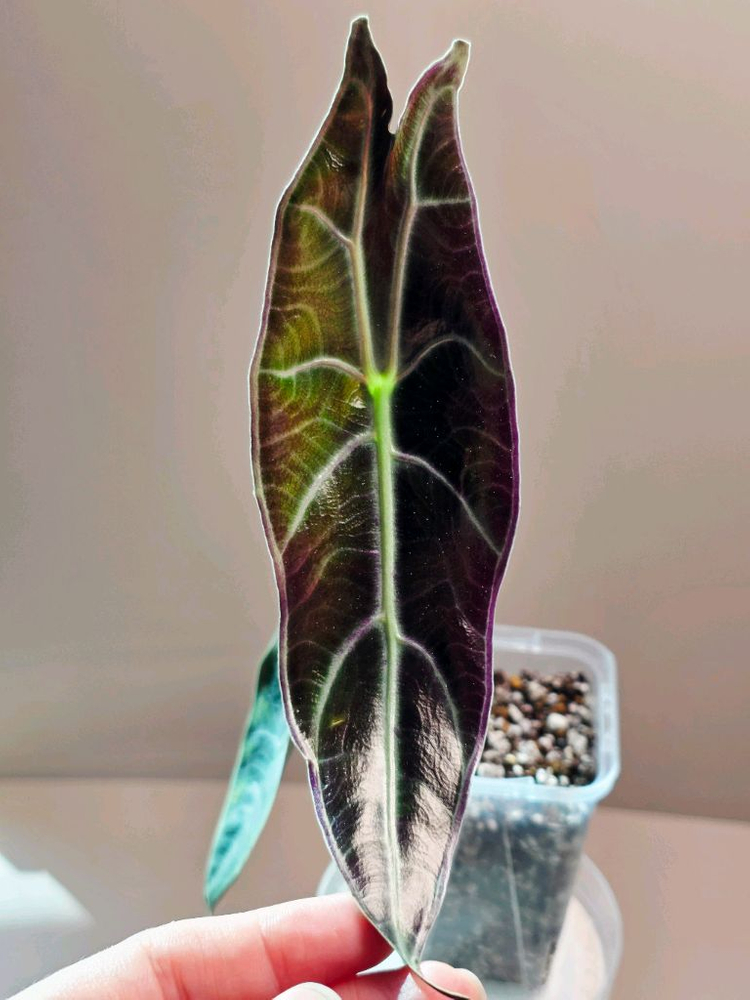 알로카시아 퍼플 롱기로바--1