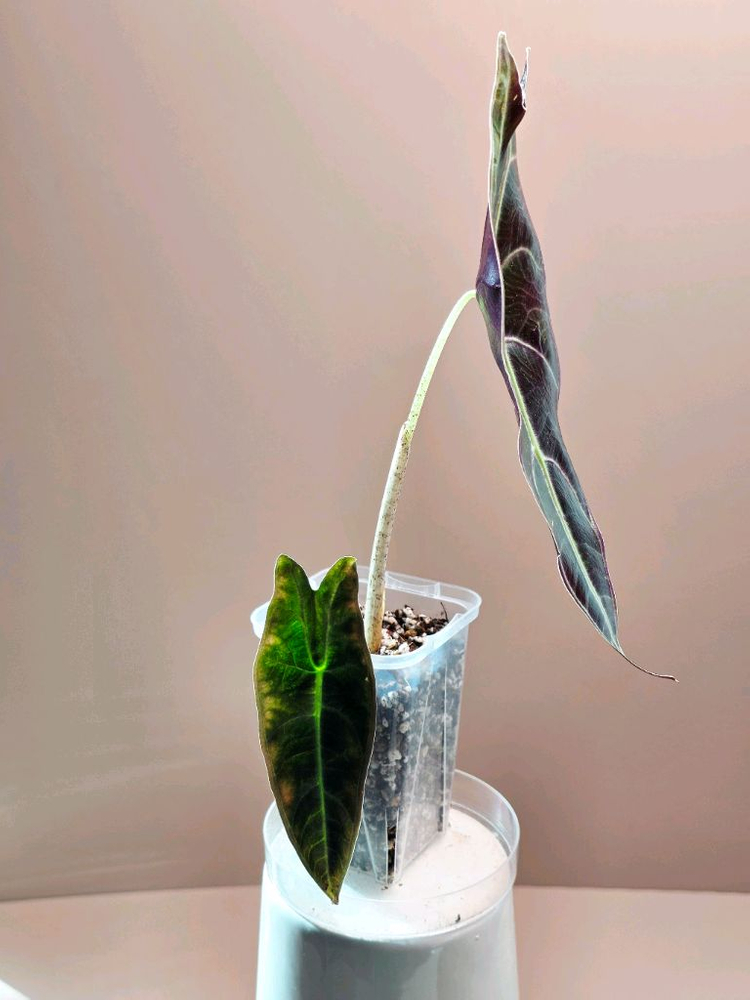 알로카시아 퍼플 롱기로바--2