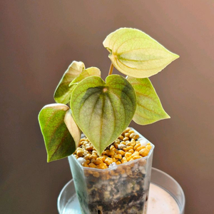 페페로미아 뮤테이션