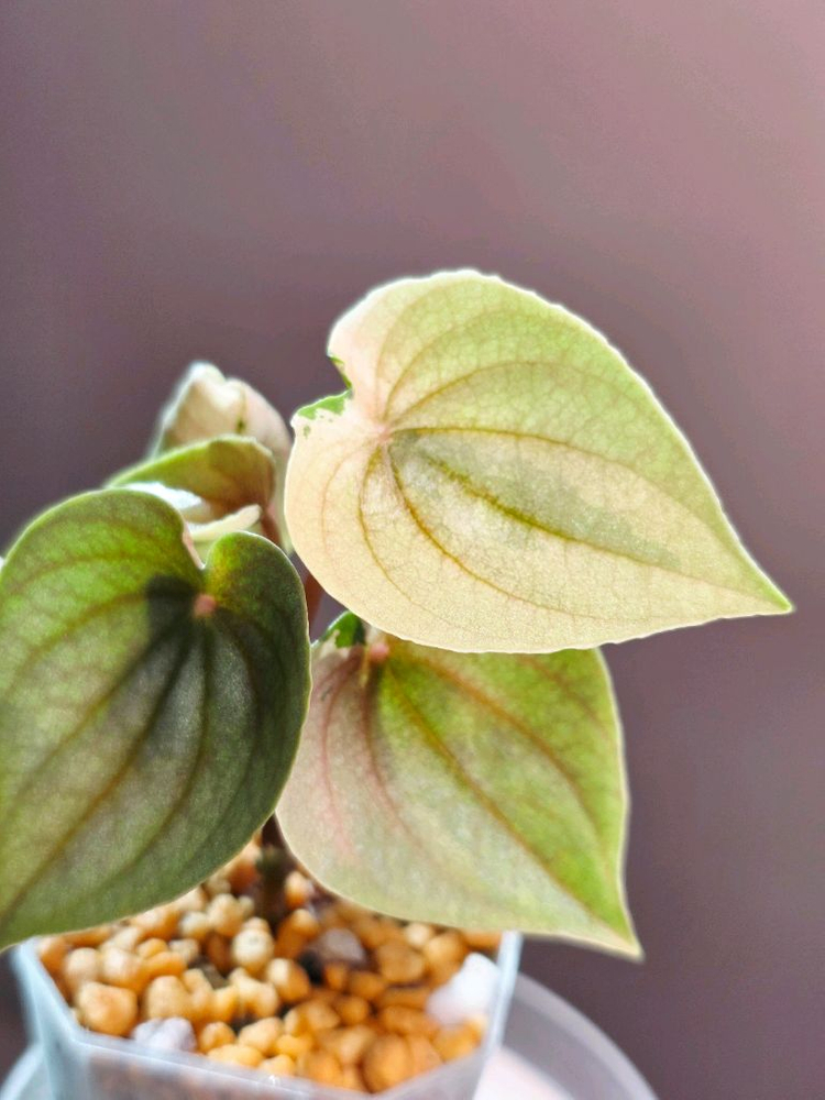 페페로미아 뮤테이션--1