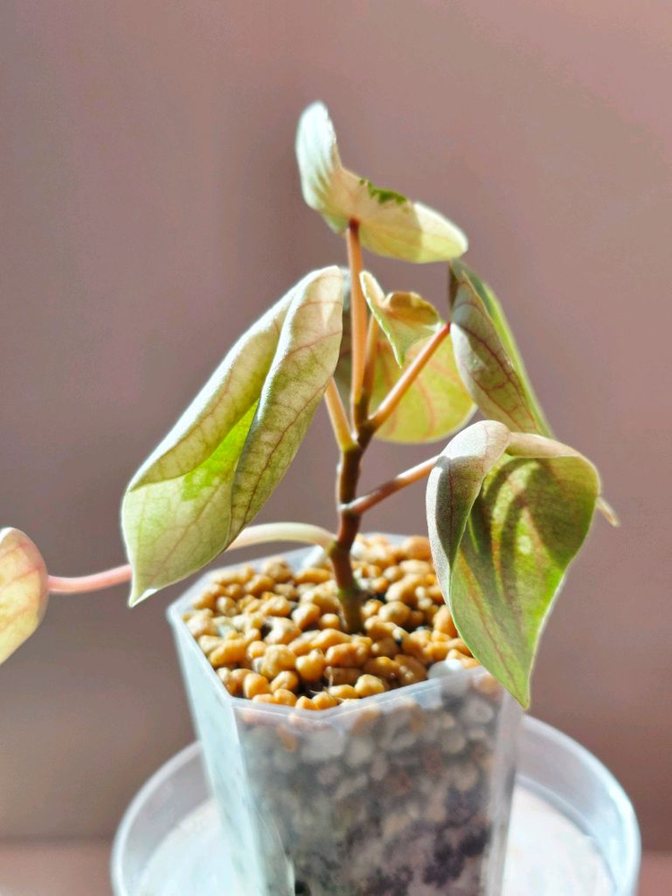 페페로미아 뮤테이션--3