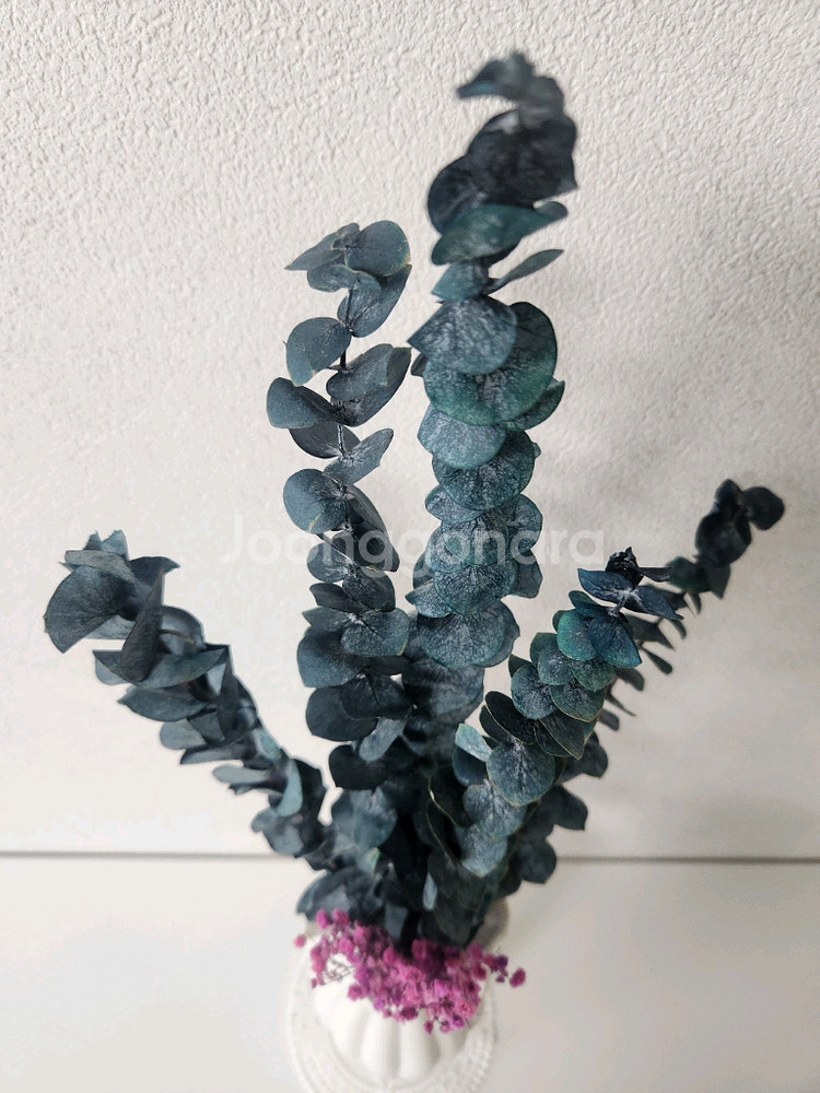 새상품)생화 프리저브드플라워 유칼립투스 고급도자기화병 조화 아님--3