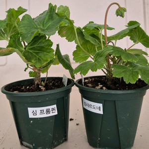 러시아제라늄 2종 세트