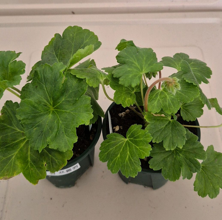 러시아제라늄 2종 세트--1