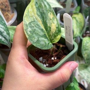 스킨답서스 제울리스