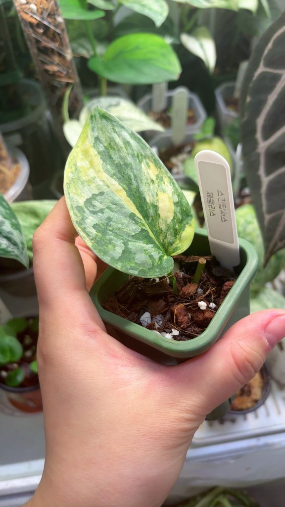 스킨답서스 제울리스--1