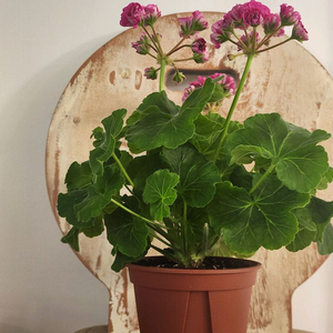 쌍둥이자리별 제라늄 대품