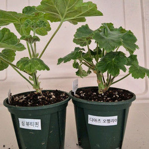 제라늄 2종 세트 분양합니다