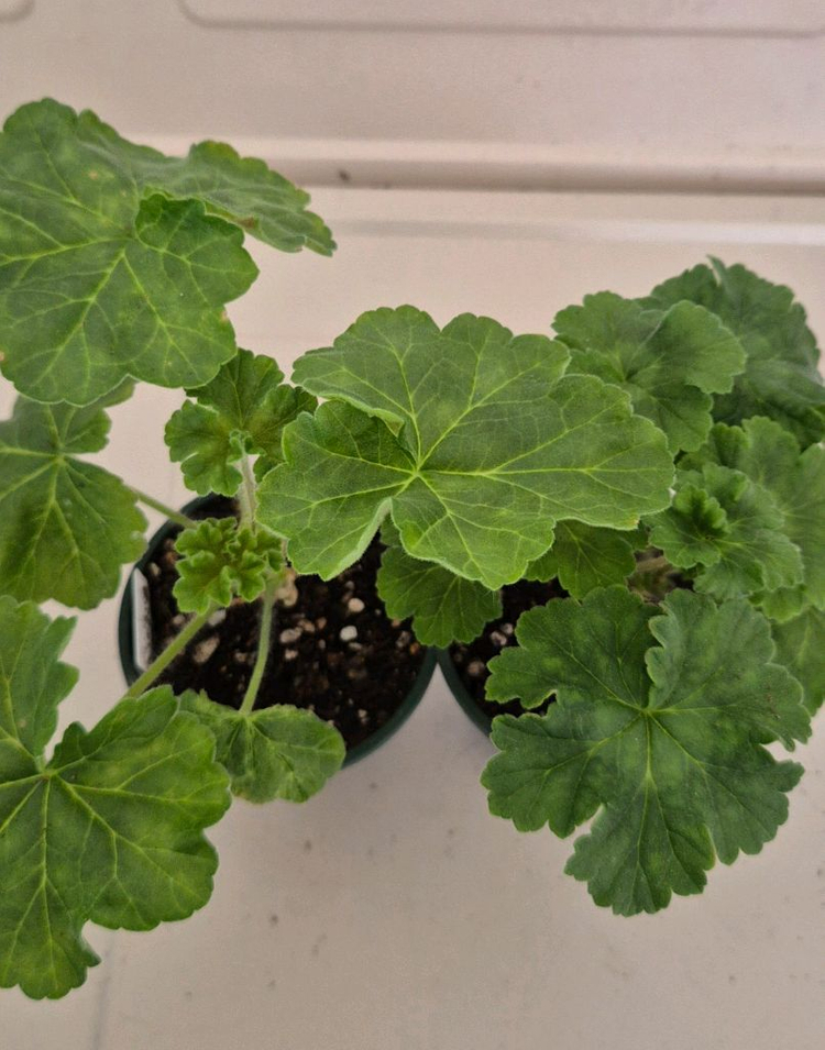 제라늄 2종 세트 분양합니다--1