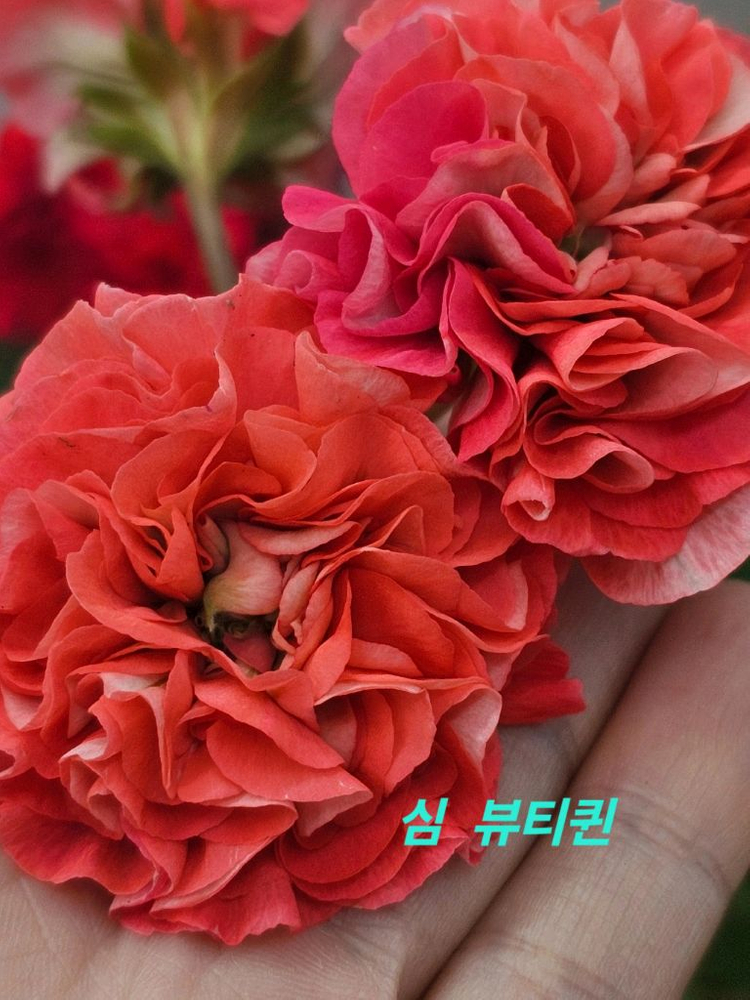 제라늄 2종 세트 분양합니다--2