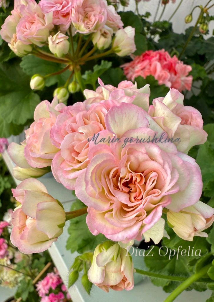 제라늄 2종 세트 분양합니다--3