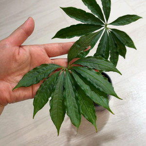 안스리움 폴리쉬스텀