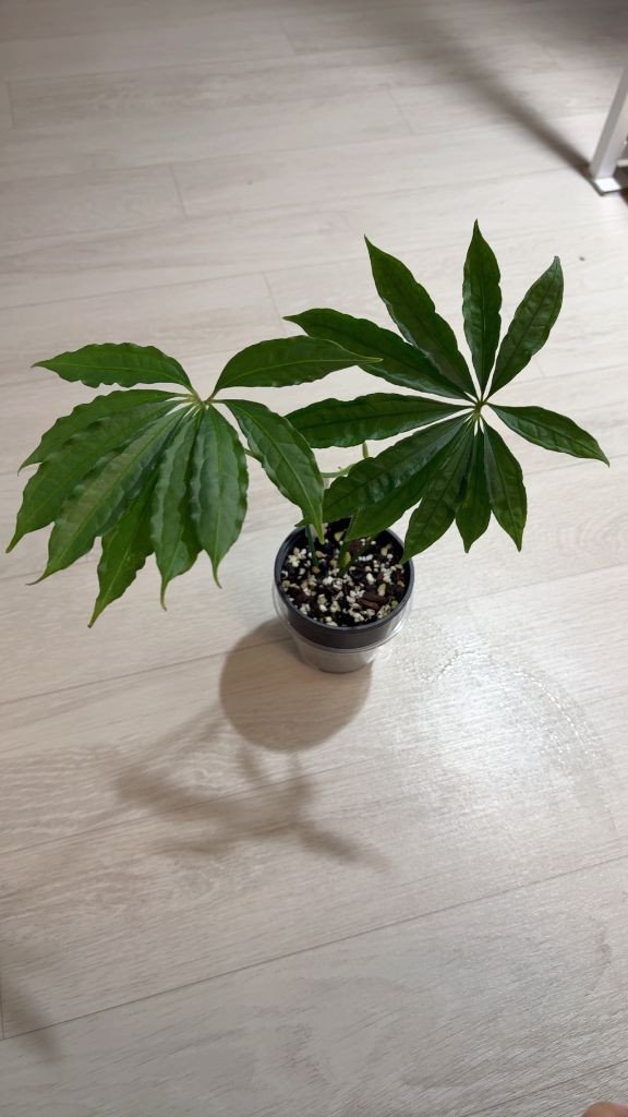 안스리움 폴리쉬스텀--1