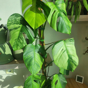 민트몬스테라 민몬 알보x 옐몬x