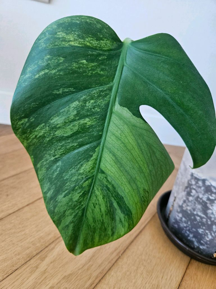 민트몬스테라 민몬 알보x 옐몬x--1