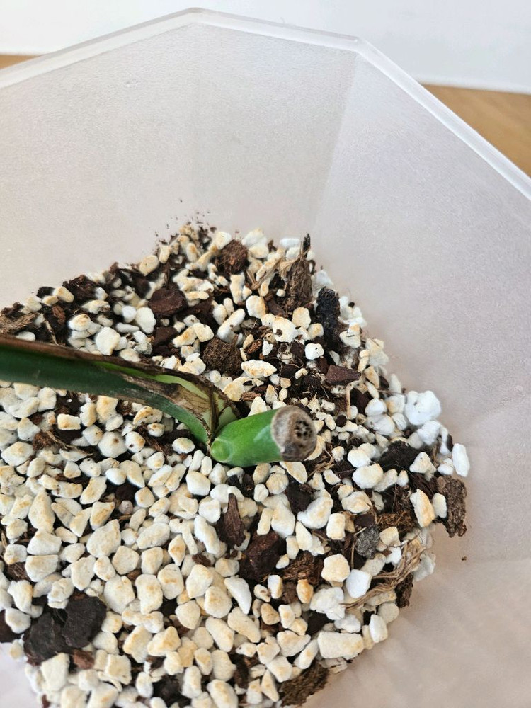 민트몬스테라 민몬 알보x 옐몬x--2