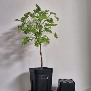 센티드 제라늄 크리미넛맥