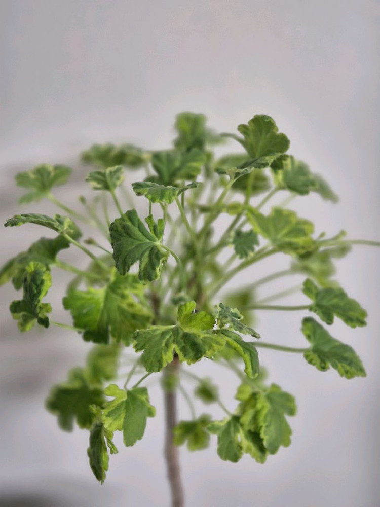 센티드 제라늄 크리미넛맥--1