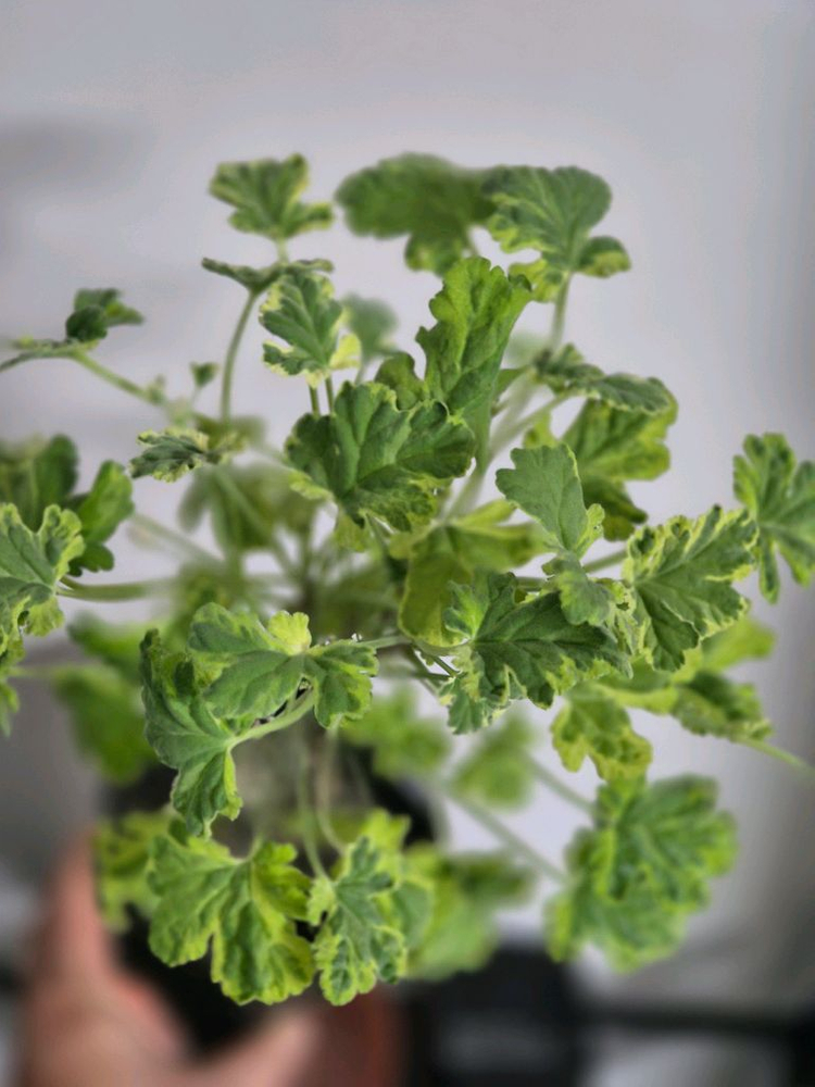 센티드 제라늄 크리미넛맥--2